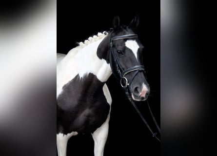 Caballo de deporte irlandés, Yegua, 9 años, 147 cm, Pío