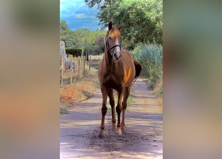 Caballo de deporte irlandés, Yegua, 9 años, 157 cm, Alazán
