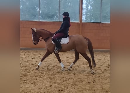 Caballo de deporte irlandés, Yegua, 9 años, 160 cm, Alazán