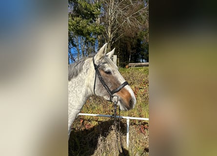 Caballo de deporte irlandés, Yegua, 9 años, 160 cm, Tordo