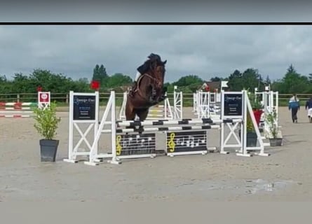 Caballo de deporte irlandés, Yegua, 9 años, 163 cm, Castaño rojizo