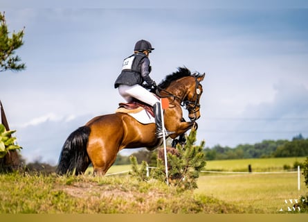 Caballo de deporte irlandés, Yegua, 9 años, 167 cm