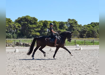 Caballo de deporte portugués, Caballo castrado, 11 años, 171 cm