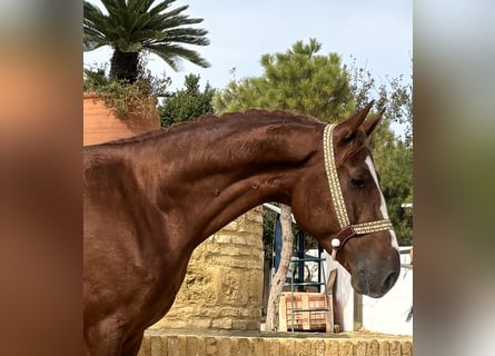 Caballo de deporte portugués, Caballo castrado, 2 años, 161 cm