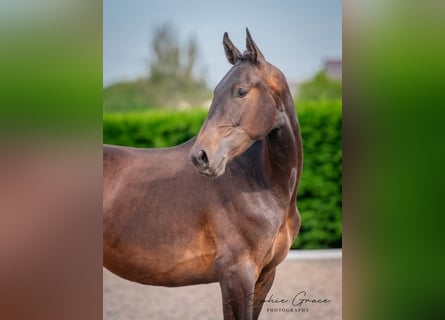 Caballo de deporte portugués, Caballo castrado, 2 años, 174 cm, Castaño oscuro