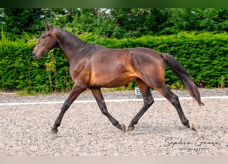 Caballo de deporte portugués, Caballo castrado, 3 años, 174 cm, Castaño oscuro