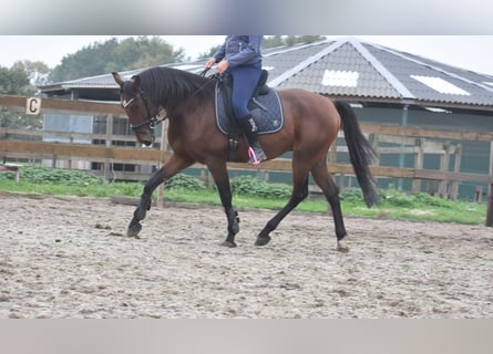 Caballo de deporte portugués, Caballo castrado, 5 años, 162 cm, Castaño