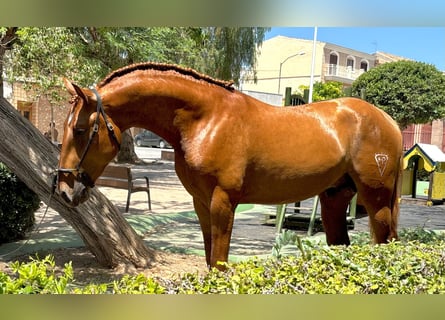 Caballo de deporte portugués Mestizo, Semental, 2 años, 158 cm, Alazán rojizo