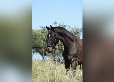 Caballo de deporte portugués, Semental, 2 años, 162 cm, Negro