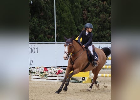 Caballo de deporte portugués, Yegua, 12 años, 162 cm, Castaño