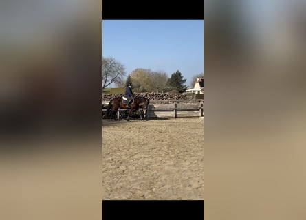 Caballo de deporte portugués, Yegua, 5 años, 160 cm, Castaño rojizo