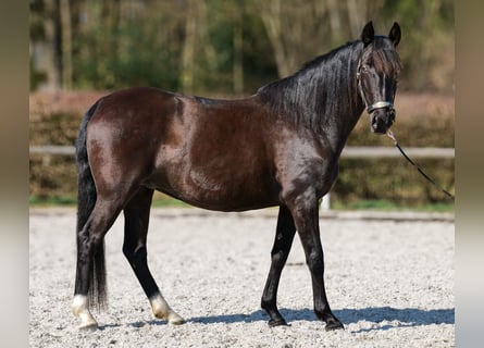 Caballo de deporte portugués Mestizo, Yegua, 7 años, 160 cm, Negro