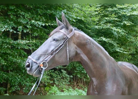 Caballo de deporte portugués, Yegua, 9 años, 168 cm, Negro