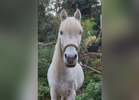 Caballo de equitación alemán pequeño Mestizo, Caballo castrado, 20 años, 130 cm, Tordo picazo