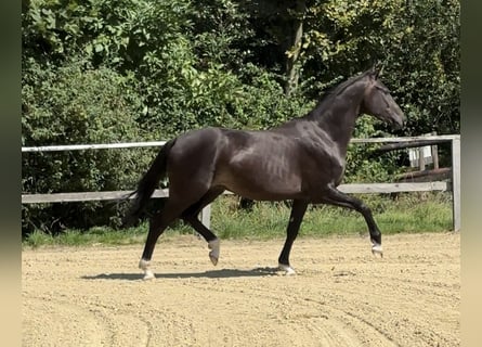 Caballo de equitación alemán pequeño, Caballo castrado, 2 años, 155 cm, Castaño oscuro