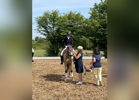 Caballo de equitación alemán pequeño, Caballo castrado, 4 años, 156 cm, Bayo