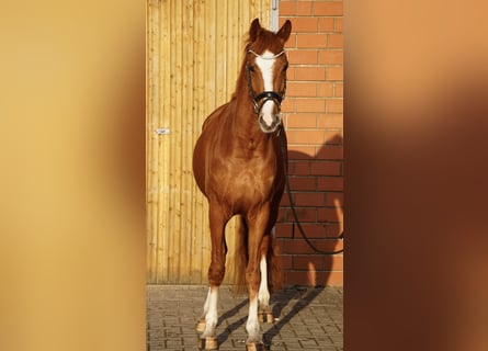 Caballo de equitación alemán pequeño, Caballo castrado, 4 años, 158 cm, Alazán