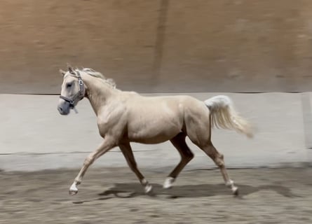 Caballo de equitación alemán pequeño, Semental, 1 año, 155 cm, Palomino