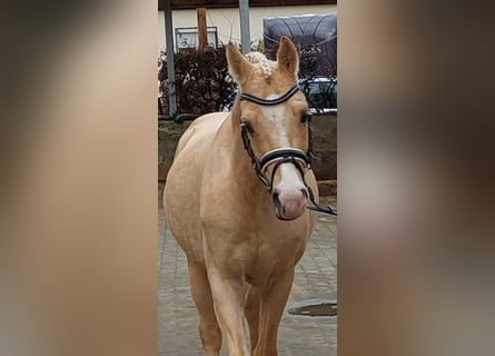 Caballo de equitación alemán pequeño, Semental, 5 años, 155 cm, Palomino