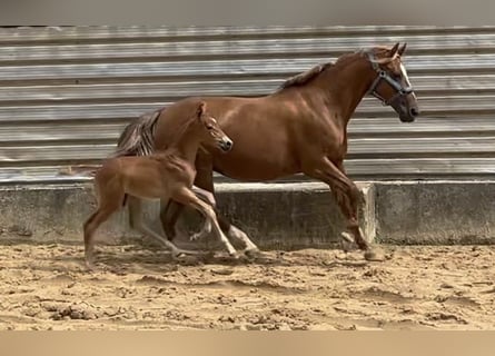 Caballo de equitación alemán pequeño, Semental, Potro (07/2024), 158 cm, Alazán