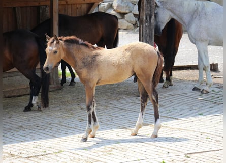 Caballo de equitación alemán pequeño, Semental, Potro (06/2024), 158 cm, Buckskin/Bayo