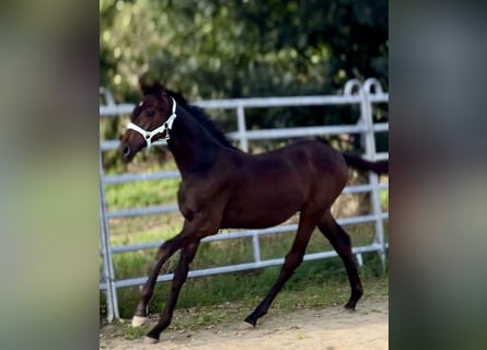Caballo de equitación alemán pequeño, Semental, Potro (03/2025), 165 cm, Morcillo