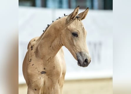 Caballo de equitación alemán pequeño, Semental, Potro (05/2024), Buckskin/Bayo