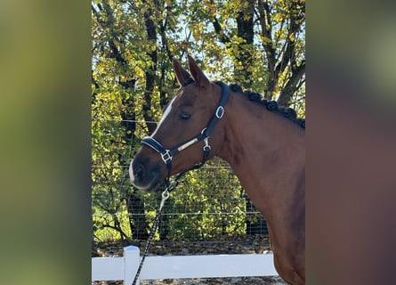 Caballo de equitación alemán pequeño, Yegua, 10 años, 155 cm, Alazán