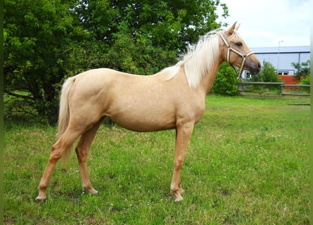 Caballo de equitación alemán pequeño, Yegua, 1 año, 152 cm, Palomino