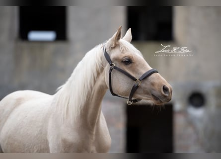 Caballo de equitación alemán pequeño, Yegua, 3 años, 154 cm, Palomino