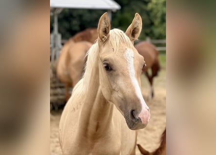 Caballo de equitación alemán pequeño, Yegua, Potro (02/2025), 158 cm, Palomino