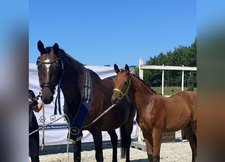 Caballo de equitación alemán pequeño, Yegua, Potro (04/2024), Castaño