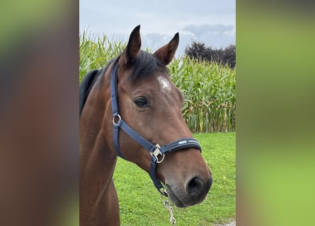 Caballo de Holstein, Caballo castrado, 10 años, 165 cm, Castaño