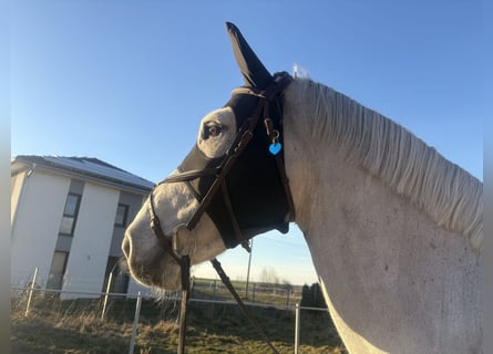 Caballo de Holstein, Caballo castrado, 10 años, 170 cm, Tordo