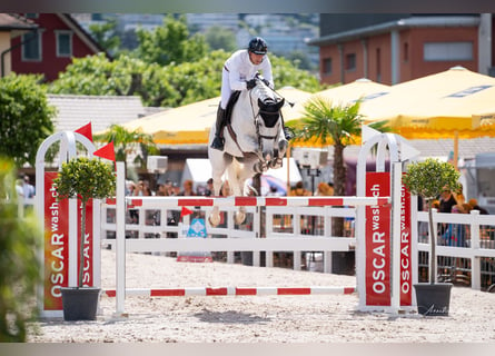 Caballo de Holstein, Caballo castrado, 10 años, 170 cm, Tordo