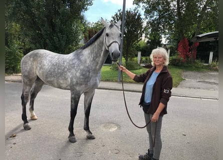 Caballo de Holstein, Caballo castrado, 10 años, 172 cm, Tordo