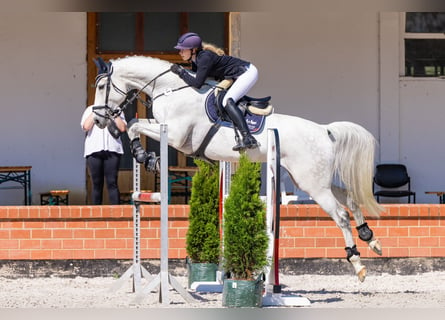 Caballo de Holstein, Caballo castrado, 10 años, 177 cm, Tordo