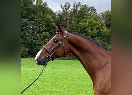 Caballo de Holstein, Caballo castrado, 11 años, 173 cm, Castaño