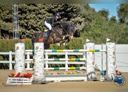 Caballo de Holstein, Caballo castrado, 11 años, 180 cm, Castaño oscuro