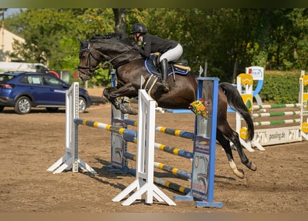 Caballo de Holstein, Caballo castrado, 12 años, 170 cm, Castaño oscuro
