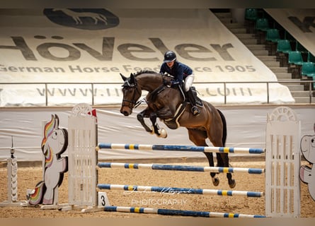 Caballo de Holstein, Caballo castrado, 12 años, 174 cm, Castaño oscuro
