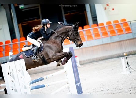 Caballo de Holstein, Caballo castrado, 12 años, 175 cm, Castaño oscuro