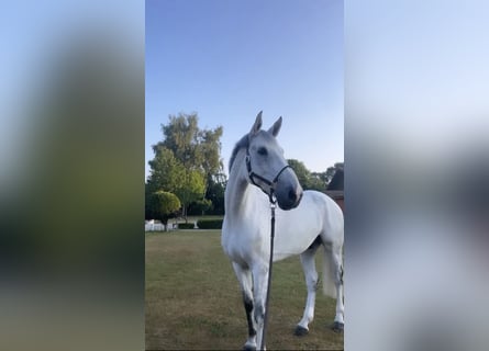 Caballo de Holstein, Caballo castrado, 12 años, 178 cm, Tordo