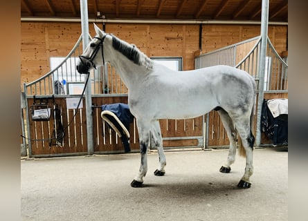 Caballo de Holstein, Caballo castrado, 13 años, 173 cm, Tordo