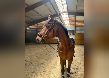 Caballo de Holstein, Caballo castrado, 13 años, 175 cm, Castaño