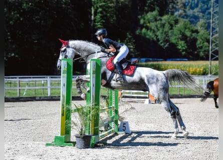 Caballo de Holstein, Caballo castrado, 13 años, 180 cm, Tordo