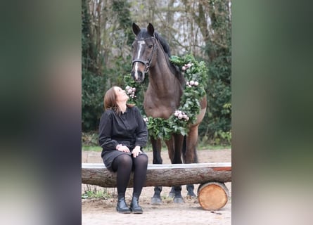 Caballo de Holstein, Caballo castrado, 14 años, 163 cm, Castaño