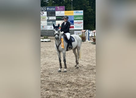 Caballo de Holstein, Caballo castrado, 14 años, 165 cm, Tordo