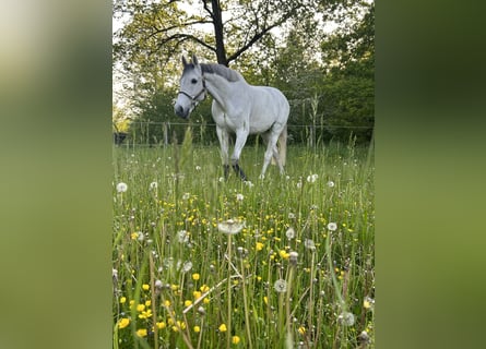 Caballo de Holstein, Caballo castrado, 14 años, 170 cm, Tordo
