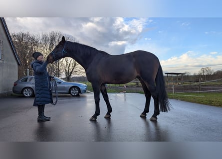 Caballo de Holstein, Caballo castrado, 14 años, 174 cm, Castaño oscuro